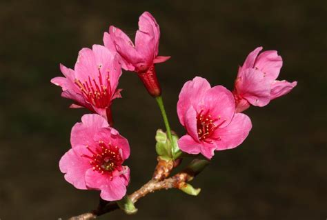 櫻花風水|如何按照風水來擺設山櫻花？（特徵、方位、共同擺設的植物）